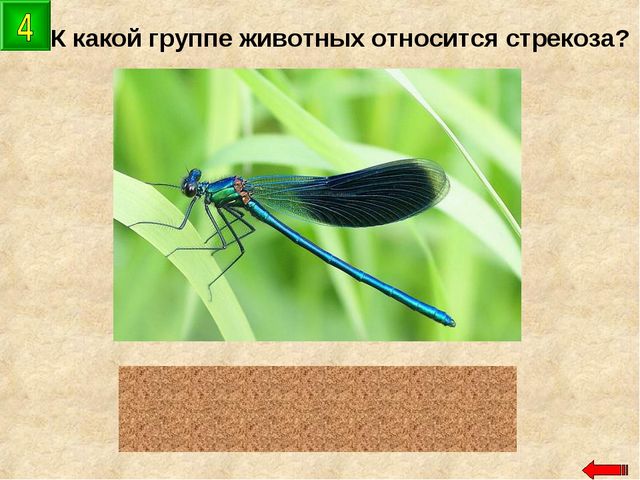 Разнообразие животных. Презентация по ознакомлению с окружающим миром