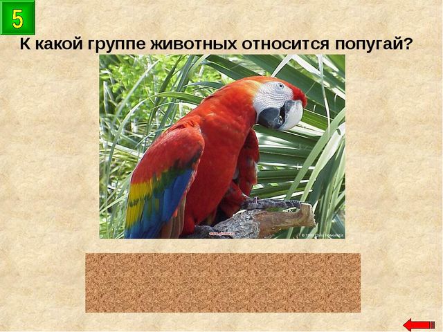 Разнообразие животных. Презентация по ознакомлению с окружающим миром