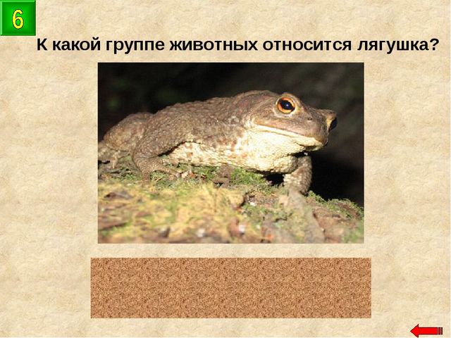 Разнообразие животных. Презентация по ознакомлению с окружающим миром