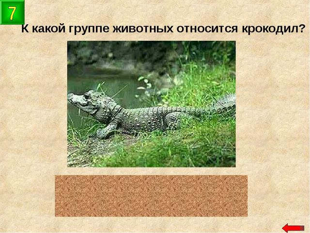 Разнообразие животных. Презентация по ознакомлению с окружающим миром