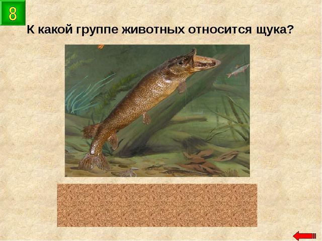 Разнообразие животных. Презентация по ознакомлению с окружающим миром