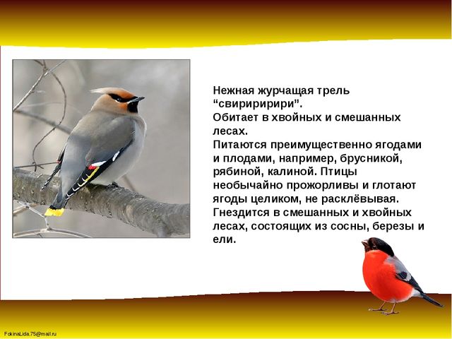 Зимующие птицы. Презентация для детей дошкольников