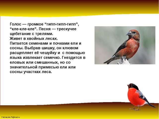 Зимующие птицы. Презентация для детей дошкольников