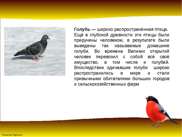 Зимующие птицы. Презентация для детей дошкольников