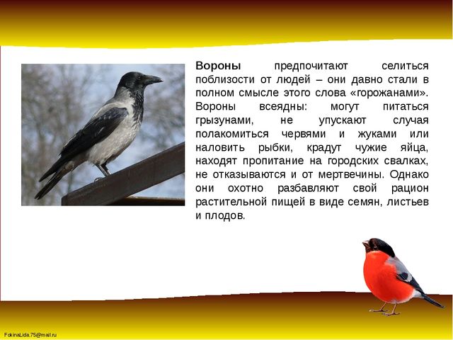 Зимующие птицы. Презентация для детей дошкольников