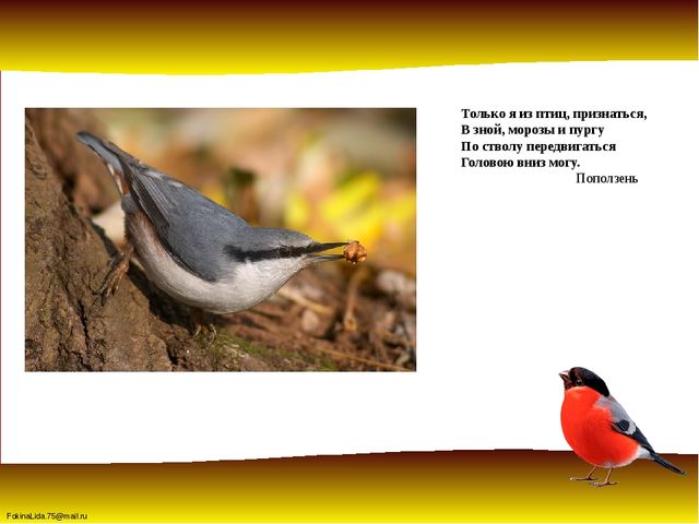 Зимующие птицы. Презентация для детей дошкольников