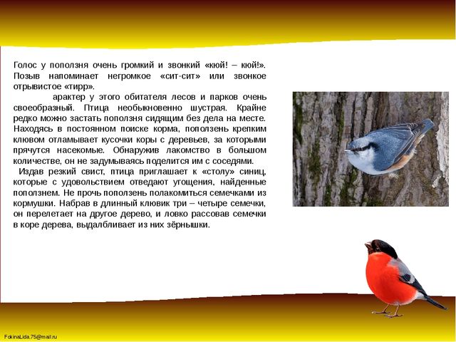 Зимующие птицы. Презентация для детей дошкольников