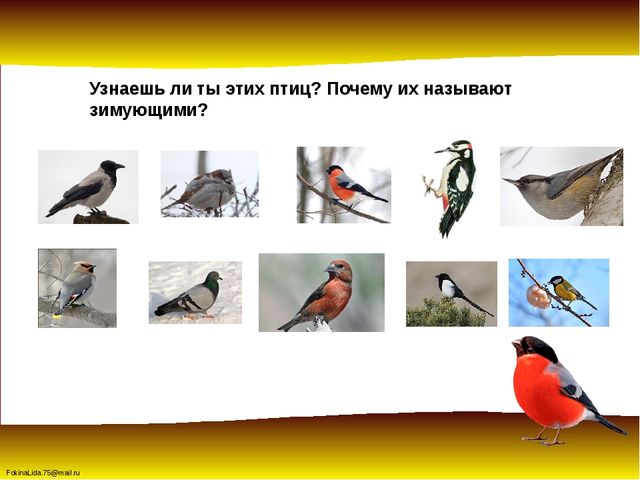 Зимующие птицы. Презентация для детей дошкольников