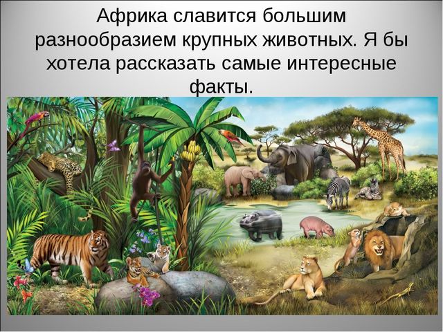 Животный мир Африки. Презентация