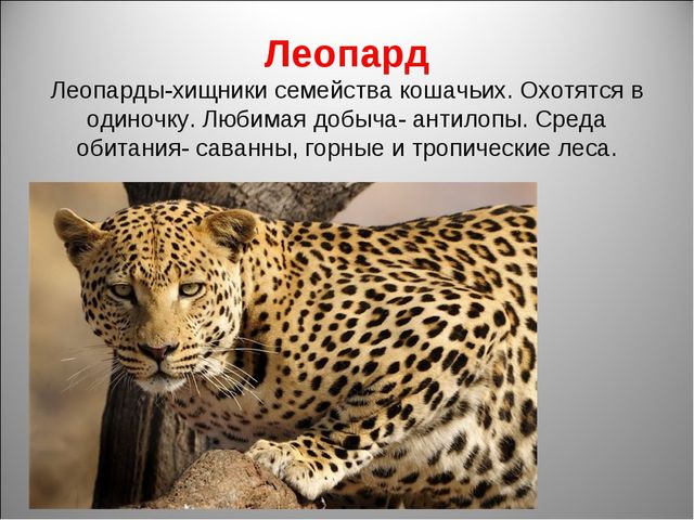 Животный мир Африки. Презентация