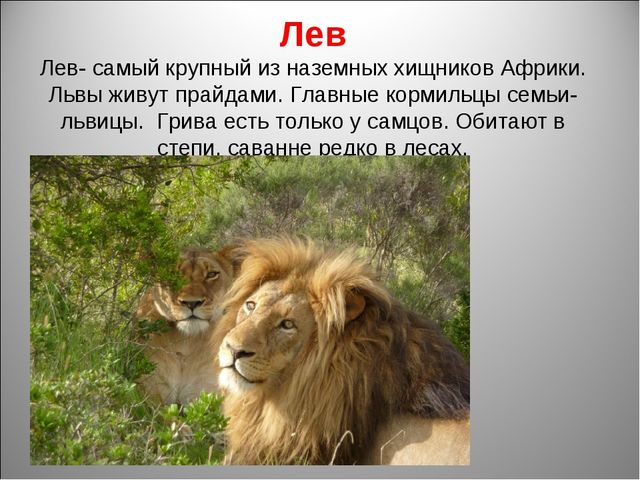Животный мир Африки. Презентация