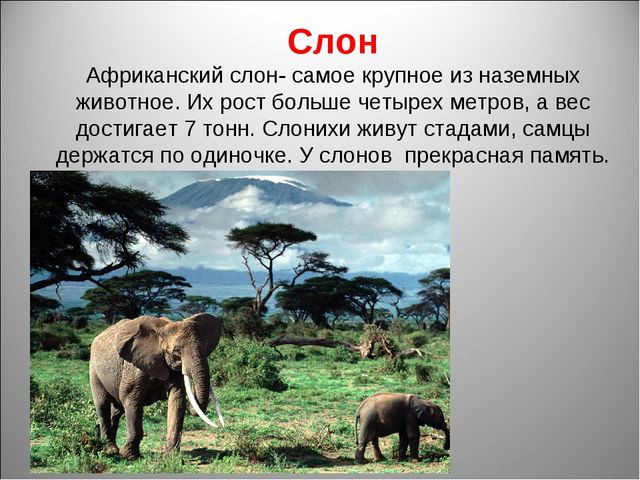 Животный мир Африки. Презентация