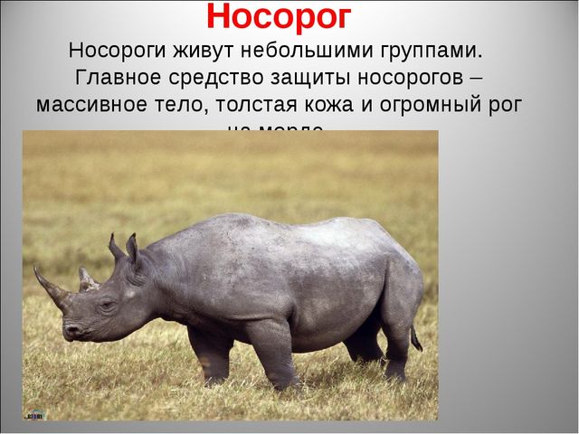 Животный мир Африки. Презентация