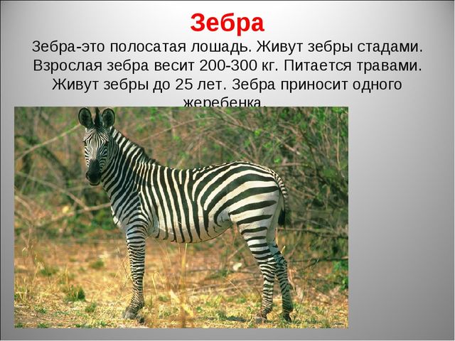 Животный мир Африки. Презентация