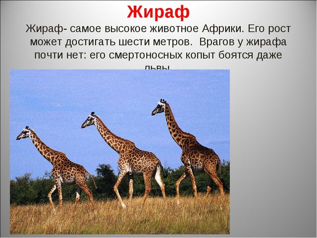 Животный мир Африки. Презентация