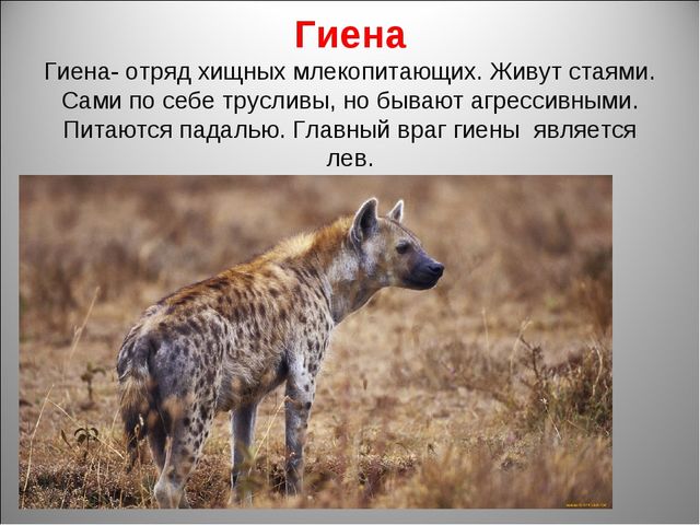 Животный мир Африки. Презентация