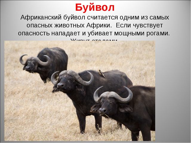 Животный мир Африки. Презентация