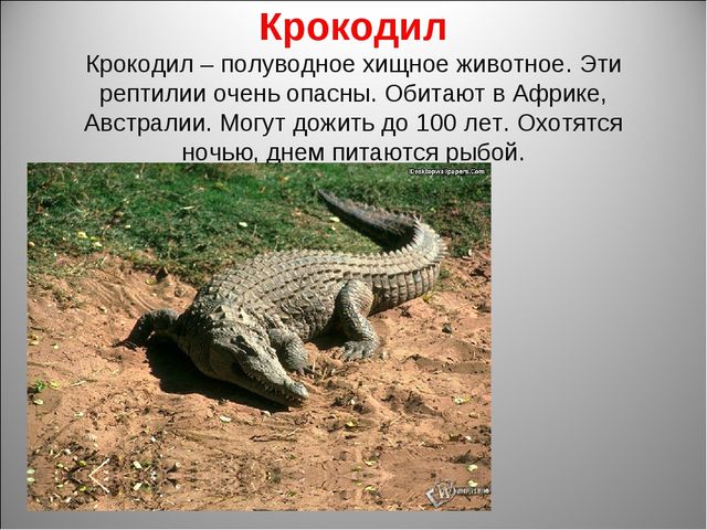 Животный мир Африки. Презентация