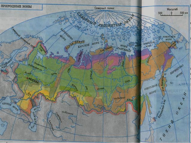 Непросто лес, а тайга. Презентация для детей (6-7 лет)