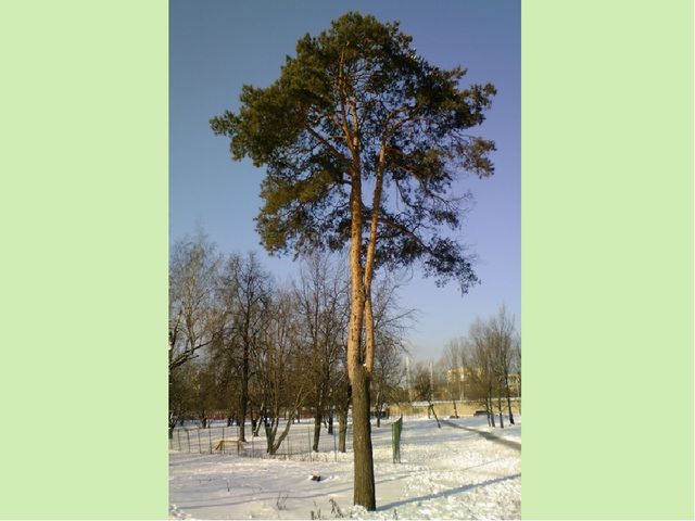 Непросто лес, а тайга. Презентация для детей (6-7 лет)