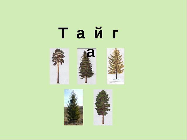 Непросто лес, а тайга. Презентация для детей (6-7 лет)