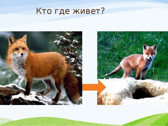 Презентация к занятию с заикающимися детьми по теме: "Дикие животные зимой"