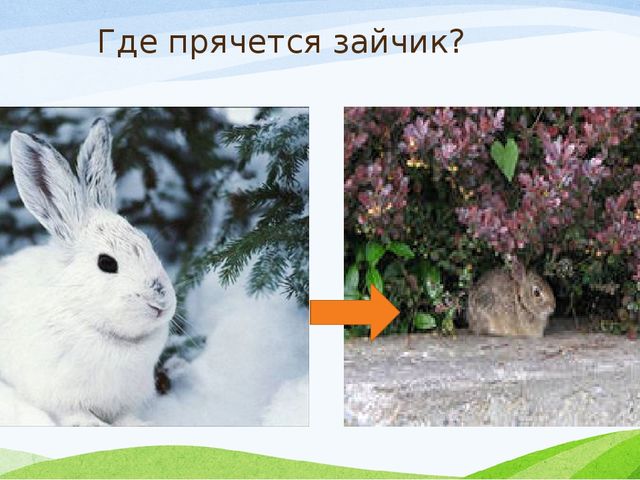 Презентация к занятию с заикающимися детьми по теме: "Дикие животные зимой"