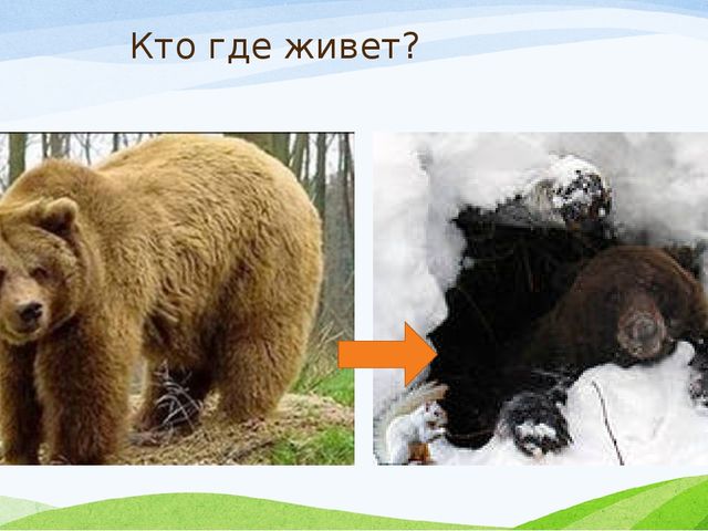 Презентация к занятию с заикающимися детьми по теме: "Дикие животные зимой"