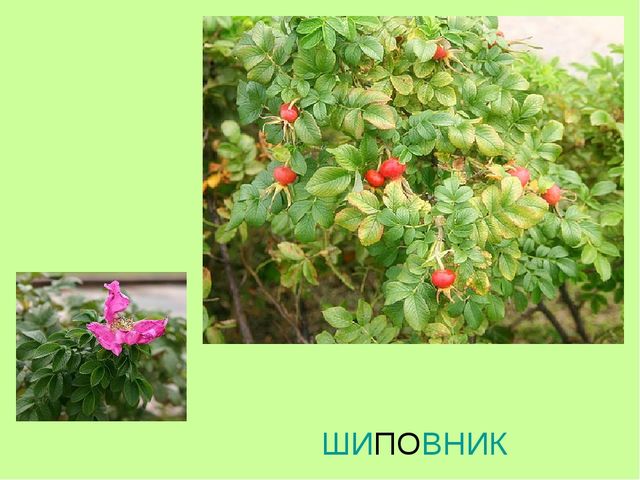 Презентация по теме "Ягоды"