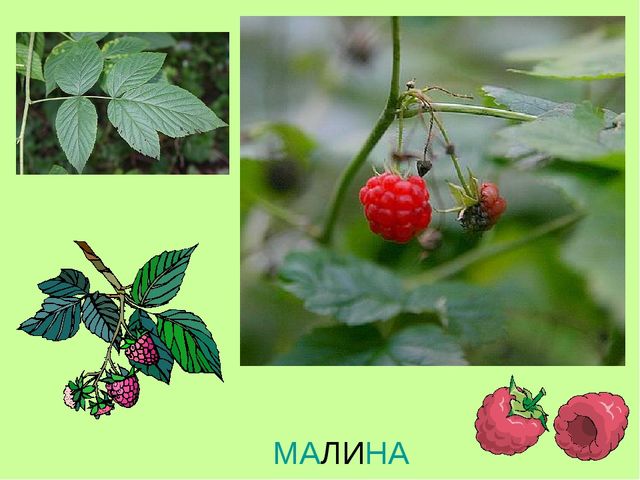 Презентация по теме "Ягоды"