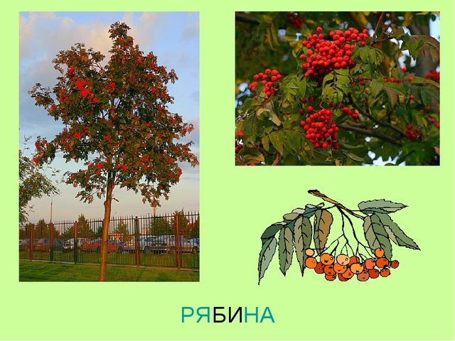 Презентация по теме "Ягоды"
