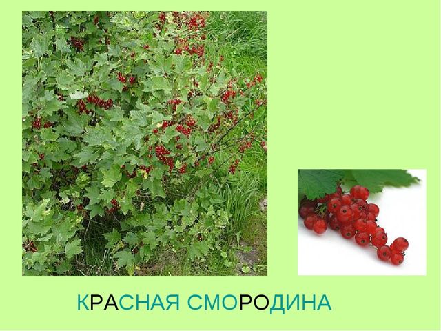 Презентация по теме "Ягоды"
