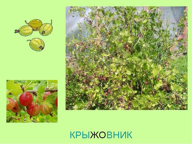 Презентация по теме "Ягоды"