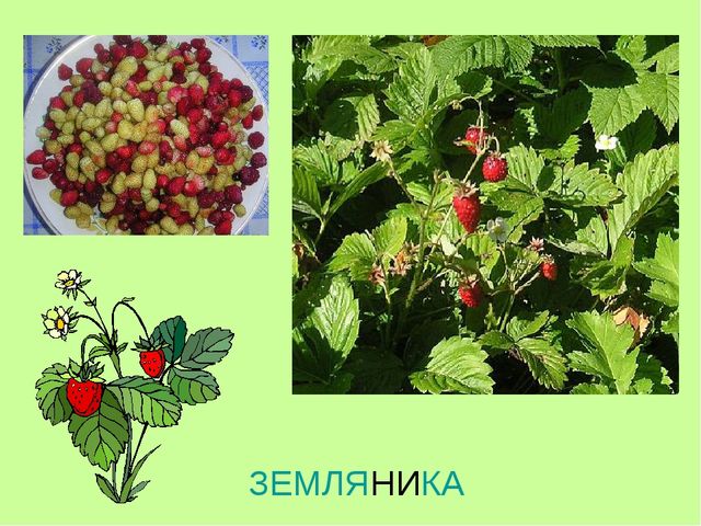 Презентация по теме "Ягоды"