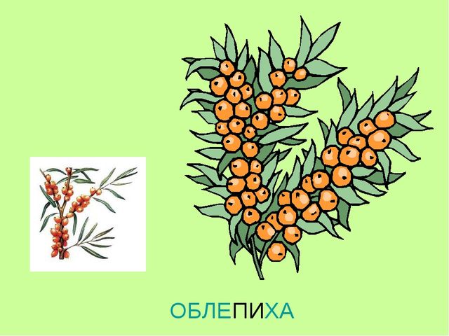 Презентация по теме "Ягоды"