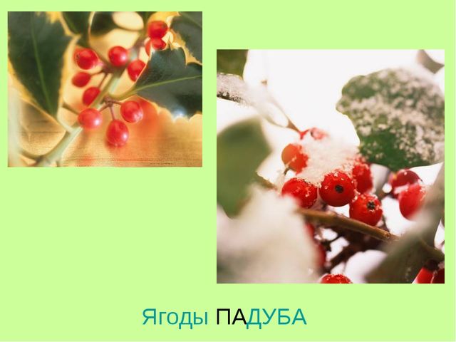 Презентация по теме "Ягоды"