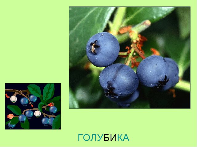 Презентация по теме "Ягоды"