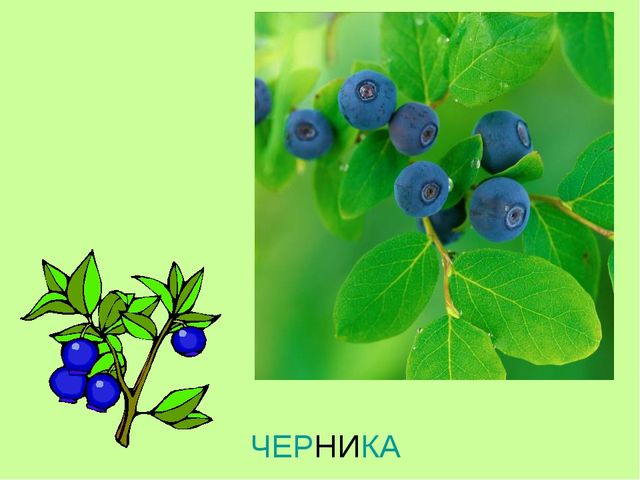 Презентация по теме "Ягоды"