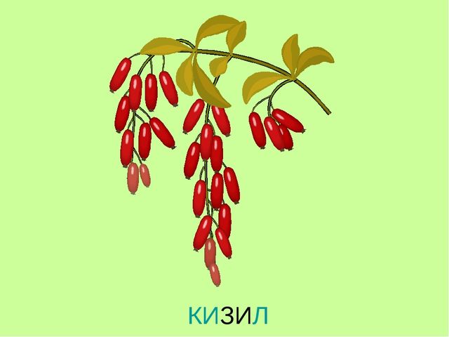 Презентация по теме "Ягоды"