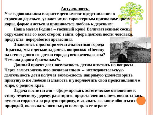 Презентация "Проект "Сосна - сибирская красавица""