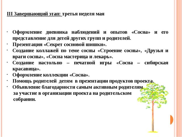 Презентация "Проект "Сосна - сибирская красавица""