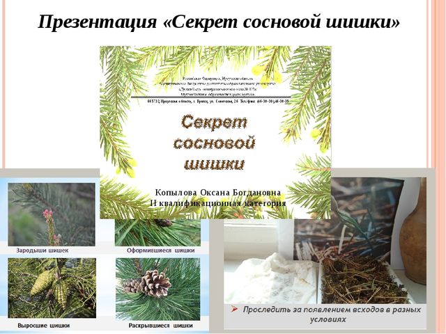 Презентация "Проект "Сосна - сибирская красавица""