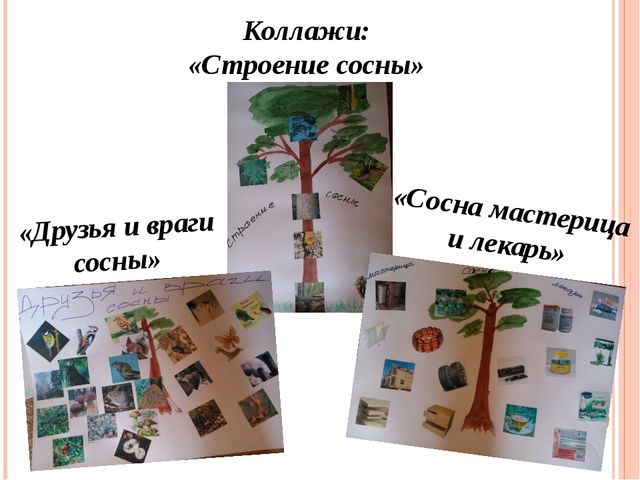 Презентация "Проект "Сосна - сибирская красавица""