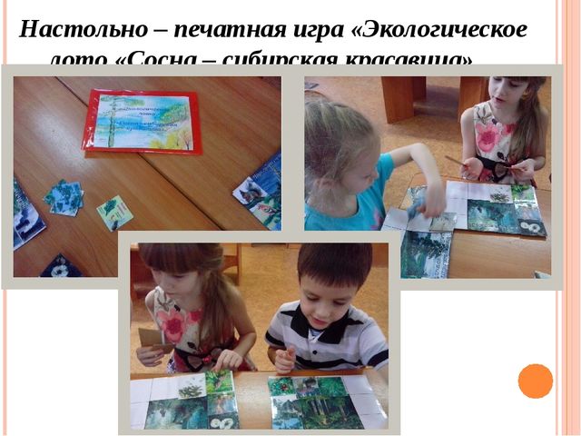 Презентация "Проект "Сосна - сибирская красавица""