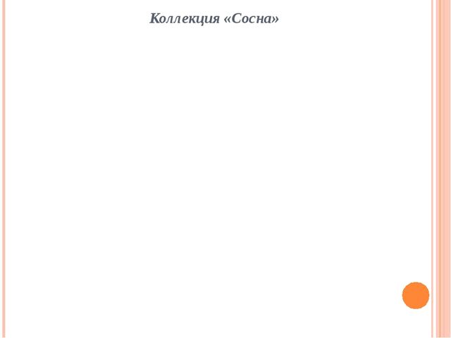 Презентация "Проект "Сосна - сибирская красавица""