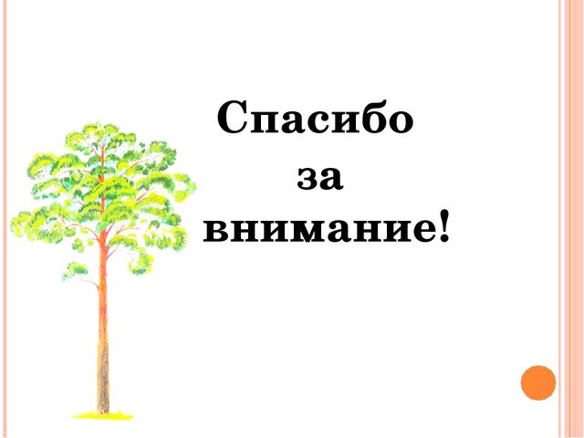 Презентация "Проект "Сосна - сибирская красавица""