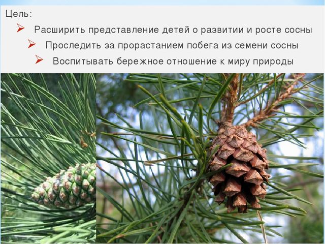 Презентация "Секрет сосновой шишки" для подготовительной к школе группы