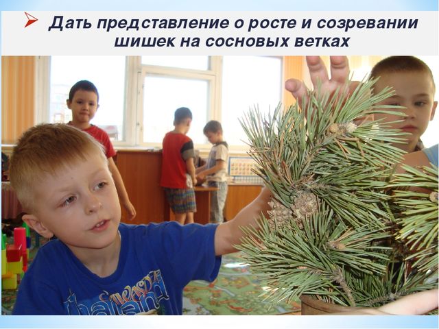 Презентация "Секрет сосновой шишки" для подготовительной к школе группы