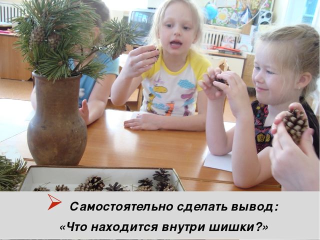 Презентация "Секрет сосновой шишки" для подготовительной к школе группы