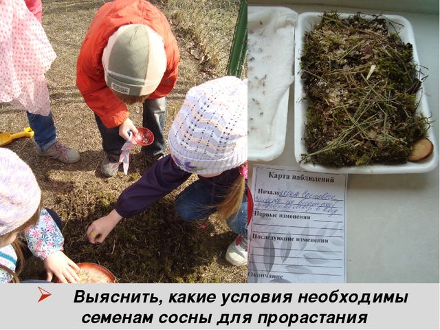 Презентация "Секрет сосновой шишки" для подготовительной к школе группы